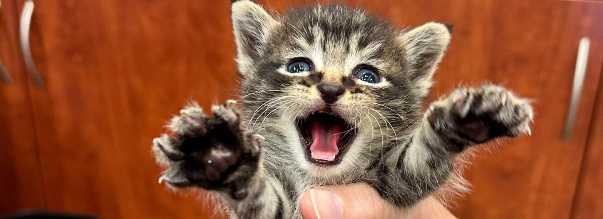 National Adopt a Cat Month